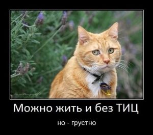 тиц